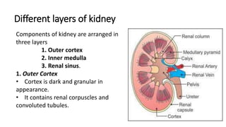 Different layers of kidney
Components of kidney are arranged in
three layers
1. Outer cortex
2. Inner medulla
3. Renal sinus.
1. Outer Cortex
• Cortex is dark and granular in
appearance.
• It contains renal corpuscles and
convoluted tubules.
 
