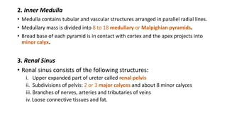 2. Inner Medulla
• Medulla contains tubular and vascular structures arranged in parallel radial lines.
• Medullary mass is divided into 8 to 18 medullary or Malpighian pyramids.
• Broad base of each pyramid is in contact with cortex and the apex projects into
minor calyx.
3. Renal Sinus
• Renal sinus consists of the following structures:
i. Upper expanded part of ureter called renal pelvis
ii. Subdivisions of pelvis: 2 or 3 major calyces and about 8 minor calyces
iii. Branches of nerves, arteries and tributaries of veins
iv. Loose connective tissues and fat.
 