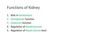 Functions of Kidney
1. Role in homeostasis
2. Hemopoietic function
3. Endocrine function
4. Regulation of blood pressure
5. Regulation of blood calcium level
 