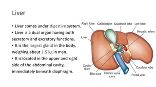 Liver
• Liver comes under digestive system.
• Liver is a dual organ having both
secretory and excretory functions.
• It is the largest gland in the body,
weighing about 1.5 kg in man.
• It is located in the upper and right
side of the abdominal cavity,
immediately beneath diaphragm.
 