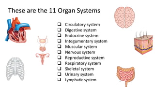 These are the 11 organ systems
 Circulatory system
 Digestive system
 Endocrine system
 Integumentary system
 Muscular system
 Nervous system
 Reproductive system
 Respiratory system
 Skeletal system
 Urinary system
 Lymphatic system
These are the 11 Organ Systems
 