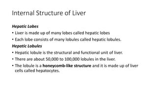 Internal Structure of Liver
Hepatic Lobes
• Liver is made up of many lobes called hepatic lobes
• Each lobe consists of many lobules called hepatic lobules.
Hepatic Lobules
• Hepatic lobule is the structural and functional unit of liver.
• There are about 50,000 to 100,000 lobules in the liver.
• The lobule is a honeycomb-like structure and it is made up of liver
cells called hepatocytes.
 