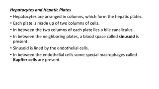 Hepatocytes and Hepatic Plates
• Hepatocytes are arranged in columns, which form the hepatic plates.
• Each plate is made up of two columns of cells.
• In between the two columns of each plate lies a bile canaliculus .
• In between the neighboring plates, a blood space called sinusoid is
present.
• Sinusoid is lined by the endothelial cells.
• In between the endothelial cells some special macrophages called
Kupffer cells are present.
 