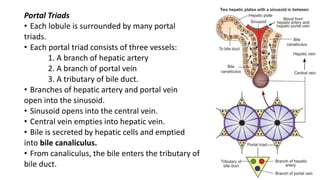 Portal Triads
• Each lobule is surrounded by many portal
triads.
• Each portal triad consists of three vessels:
1. A branch of hepatic artery
2. A branch of portal vein
3. A tributary of bile duct.
• Branches of hepatic artery and portal vein
open into the sinusoid.
• Sinusoid opens into the central vein.
• Central vein empties into hepatic vein.
• Bile is secreted by hepatic cells and emptied
into bile canaliculus.
• From canaliculus, the bile enters the tributary of
bile duct.
 