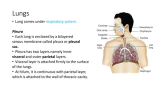 Lungs
• Lung comes under respiratory system.
Pleura
• Each lung is enclosed by a bilayered
serous membrane called pleura or pleural
sac.
• Pleura has two layers namely inner
visceral and outer parietal layers.
• Visceral layer is attached firmly to the surface
of the lungs.
• At hilum, it is continuous with parietal layer,
which is attached to the wall of thoracic cavity.
 