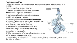 Tracheobronchial Tree
Trachea and bronchi are together called tracheobronchial tree. It forms a part of air
passage.
Components of tracheobronchial tree
1. Trachea bifurcates into two main or primary
bronchi called right and left bronchi
2. Each primary bronchus enters the lungs and
divides into secondary bronchi
3. Secondary bronchi divide into tertiary bronchi.
In right lung, there are 10 tertiary bronchi and in left
lung, there are eight tertiary bronchi
4. Tertiary bronchi divide several times with
reduction in length and diameter into many
generations of bronchioles
5. When the diameter of bronchiole becomes 1 mm or
less, it is called terminal bronchiole
6. Terminal bronchiole continues or divides into respiratory bronchioles, which have a
diameter of 0.5 mm.
 