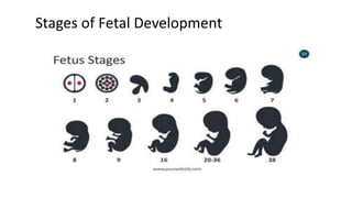 Stages of Fetal DevelopmentStages of Fetal Development
 