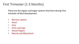 First Trimester (1-3 Months)
These are the organs and organ systems that form during First
trimester of fetal development.
• Nervous system
• Heart
• Face
• Arms and Legs
• Sexual Organs
• Muscle and Movement
 