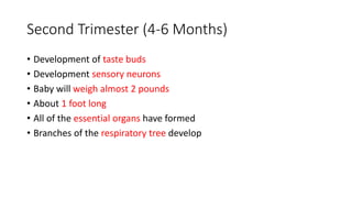 Second Trimester (4-6 Months)
• Development of taste buds
• Development sensory neurons
• Baby will weigh almost 2 pounds
• About 1 foot long
• All of the essential organs have formed
• Branches of the respiratory tree develop
 