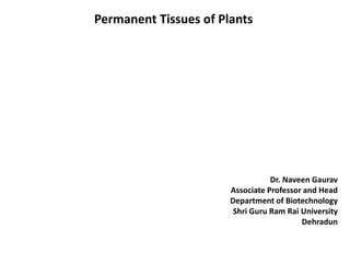 Permanent Tissues of Plants
Dr. Naveen Gaurav
Associate Professor and Head
Department of Biotechnology
Shri Guru Ram Rai University
Dehradun
 