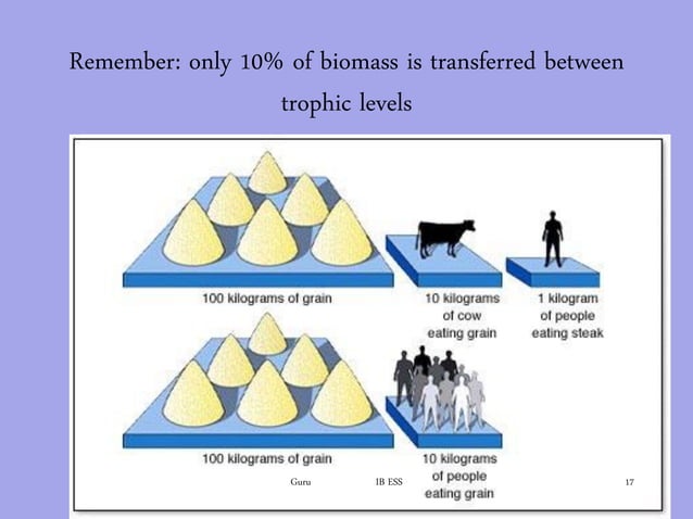 Primary productivity files Biology Diagrams