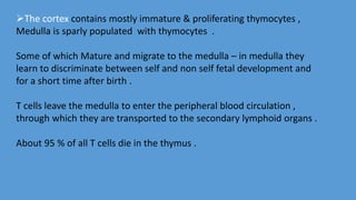 The cortex contains mostly immature & proliferating thymocytes ,
Medulla is sparly populated with thymocytes .
Some of which Mature and migrate to the medulla – in medulla they
learn to discriminate between self and non self fetal development and
for a short time after birth .
T cells leave the medulla to enter the peripheral blood circulation ,
through which they are transported to the secondary lymphoid organs .
About 95 % of all T cells die in the thymus .
 