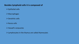 Besides lymphoid cells it is composed of
Epithelial cells
Macrophages
Dendritic cells
Nurse cells
Hassall’s corpuscles
Lymphocytes in the thymus are called thymocytes
 
