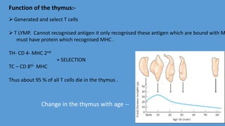 Function of the thymus:-
Generated and select T cells
T LYMP. Cannot recognised antigen it only recognised these antigen which are bound with M
must have protein which recognised MHC .
TH- CD 4- MHC 2nd
+ SELECTION
TC – CD 8th MHC
Thus about 95 % of all T cells die in the thymus .
Change in the thymus with age --
 