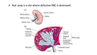  Red pulp is a site where defective RBC is destroyed
 