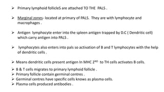  Primary lymphoid follicleS are attached TO THE PALS .
 Marginal zones- located at primary of PALS. They are with lymphocyte and
macrophages .
 Antigen lymphocyte enter into the spleen antigen trapped by D.C ( Dendritic cell)
which carry antigen into PALS .
 lymphocytes also enters into pals so activation of B and T lymphocytes with the help
of dendritic cells .
 Means dendritic cells present antigen In MHC 2ND to TH cells activates B cells.
 B & T cells migrates to primary lymphoid follicle .
 Primary follicle contain germinal centres .
 Germinal centres have specific cells knows as plasma cells.
 Plasma cells produced antibodies .
 