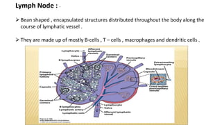 Lymph Node : -
Bean shaped , encapsulated structures distributed throughout the body along the
course of lymphatic vessel .
They are made up of mostly B-cells , T – cells , macrophages and dendritic cells .
 