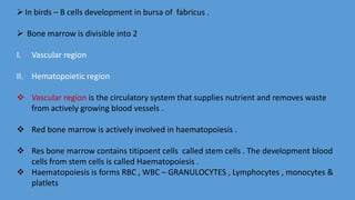In birds – B cells development in bursa of fabricus .
 Bone marrow is divisible into 2
I. Vascular region
II. Hematopoietic region
 Vascular region is the circulatory system that supplies nutrient and removes waste
from actively growing blood vessels .
 Red bone marrow is actively involved in haematopoiesis .
 Res bone marrow contains titipoent cells called stem cells . The development blood
cells from stem cells is called Haematopoiesis .
 Haematopoiesis is forms RBC , WBC – GRANULOCYTES , Lymphocytes , monocytes &
platlets
 
