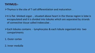 THYMUS:-
Thymus is the site of T cell differentiation and maturation .
It is flat bilobed organ , situated above heart in the thorax region is lobe is
encapsulated and it is divided into lobules which are separated by strands
of connective tissue called trabeculae .
Each lobules contains - lymphocytes & each lobule organized into two
compartments
1. Outer cortex
2. Inner medulla
 