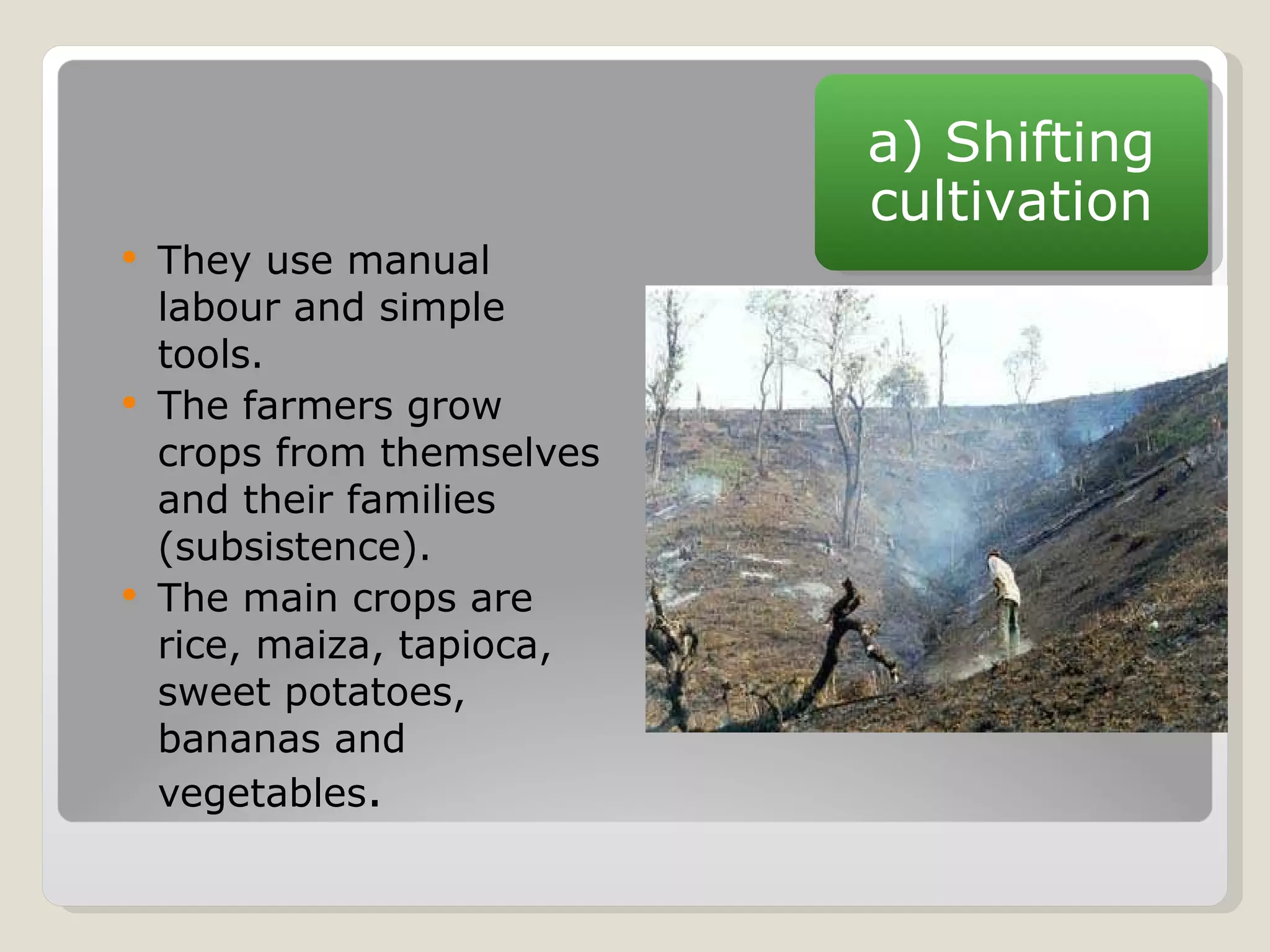 They use manual labour and simple tools. The farmers grow crops from themselves and their families (subsistence). The main crops are rice, maiza, tapioca, sweet potatoes, bananas and vegetables . a) Shifting cultivation 