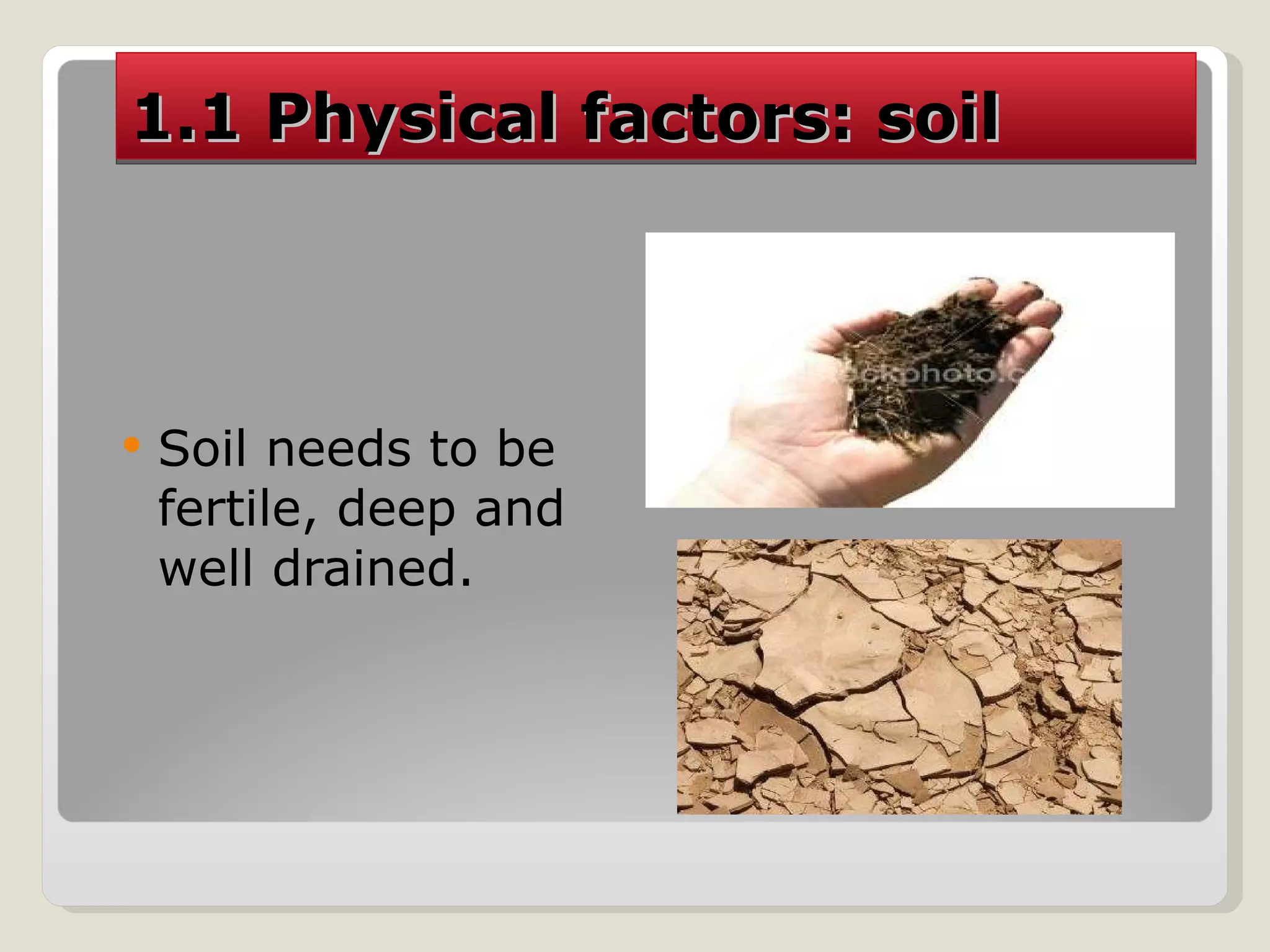 1.1 Physical factors: soil Soil needs to be fertile, deep and well drained. 