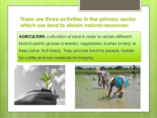 the primary sector 1 an area of the economy in which businesses share the same or a related product or service economies are comprised of four sectors the primary sector involves the extraction and harvesting of natural products from the earth (eg, agriculture, mining and forestry. the primary sector 1 an area of the economy in which businesses share the same or a related product or service economies are comprised of four sectors the primary sector involves the extraction and harvesting of natural products from the earth (eg, agriculture, mining and forestry.