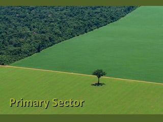Primary Sector

 