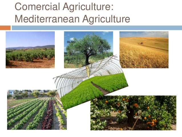 Primary sector: Agriculture and Livestock