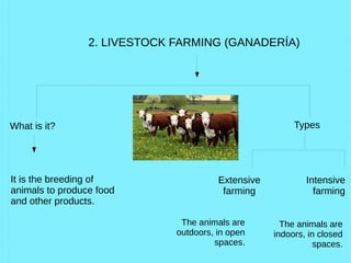 2. LIVESTOCK FARMING (GANADERÍA)
What is it? Types
It is the breeding of
animals to produce food
and other products.
The animals are
outdoors, in open
spaces.
Extensive
farming
Intensive
farming
The animals are
indoors, in closed
spaces.