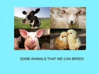SOME ANIMALS THAT WE CAN BREED