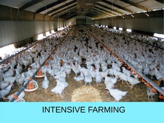 INTENSIVE FARMING