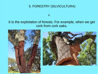 5. FORESTRY (SILVICULTURA)
It is the explotation of forests. For example, when we get
cork from cork oaks.