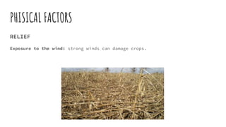 PHISICAL FACTORS
RELIEF
Exposure to the wind: strong winds can damage crops.
 