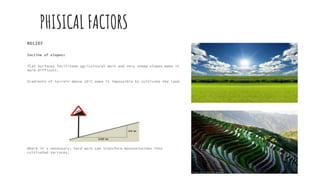 PHISICAL FACTORS
RELIEF
Incline of slopes:
flat surfaces facilitate agricultural work and very steep slopes make it
more difficult.
Gradients of terrain above 10ºC make it impossible to cultivate the land.
Where it´s necessary, hard work can transform mountainsides into
cultivated terraces.
 