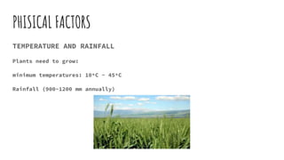 PHISICAL FACTORS
TEMPERATURE AND RAINFALL
Plants need to grow:
minimum temperatures: 10ºC - 45ºC
Rainfall (900-1200 mm annually)
 