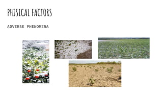 PHISICAL FACTORS
ADVERSE PHENOMENA
 