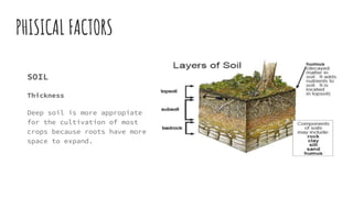 PHISICAL FACTORS
SOIL
Thickness
Deep soil is more appropiate
for the cultivation of most
crops because roots have more
space to expand.
 