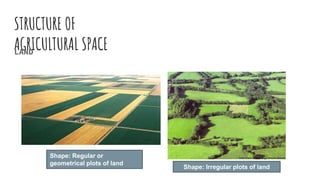 STRUCTURE OF
AGRICULTURAL SPACELAND
Shape: Regular or
geometrical plots of land
Shape: Irregular plots of land
 