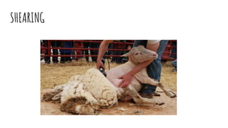 SHEARING
 