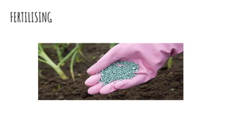 FERTILISING
 