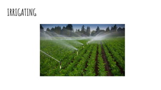 IRRIGATING
 