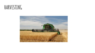 HARVESTING
 