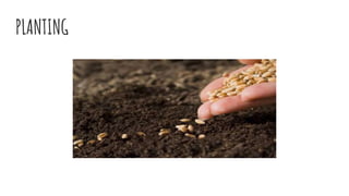 PLANTING
 