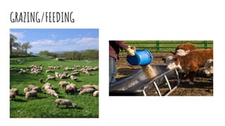 GRAZING/FEEDING
 