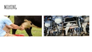 MILKING
 