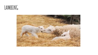 LAMBING
 