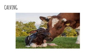 CALVING
 