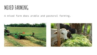 MIXED FARMING
A mixed farm does arable and pastoral farming.
 