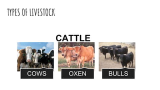 TYPES OF LIVESTOCK
COWS OXEN BULLS
CATTLE
 