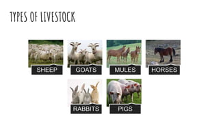 TYPES OF LIVESTOCK
SHEEP GOATS MULES HORSES
RABBITS PIGS
 
